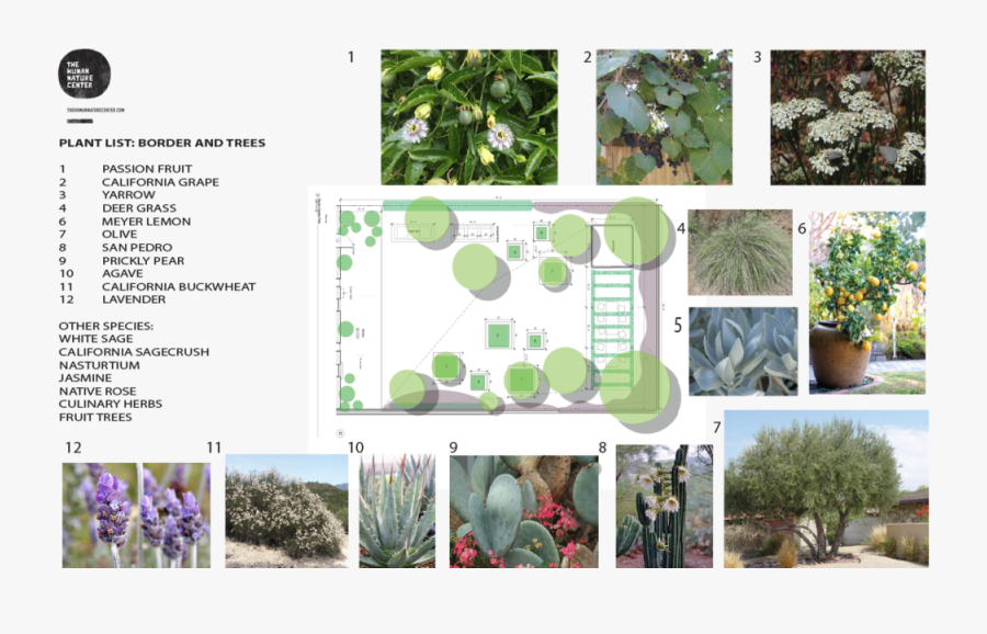 Transparent Garden Png - Lavender Flower, Transparent Clipart