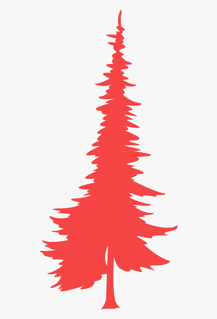 Colorado Spruce, Transparent Clipart
