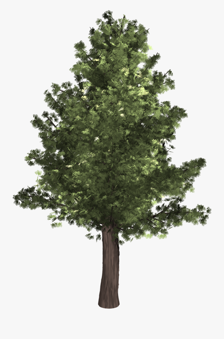 Tree Evergreen Isolated Pine Png Image - Realistic Tree Clip Art, Transparent Clipart