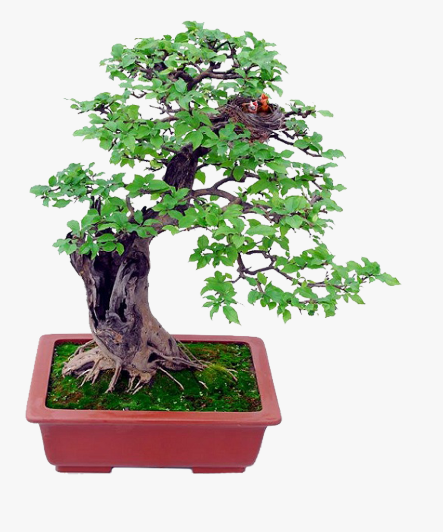 Basics Beginning The Gentle - Bonsai Psd, Transparent Clipart