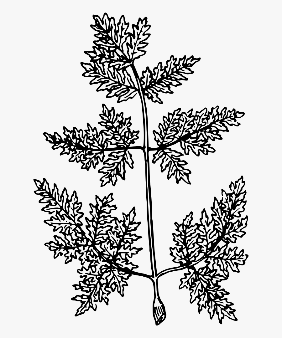 Line Art,plant,flora - Hemlock Flower Transparent Clipart, Transparent Clipart