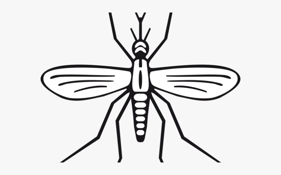 Insect Clipart Black And White, Transparent Clipart