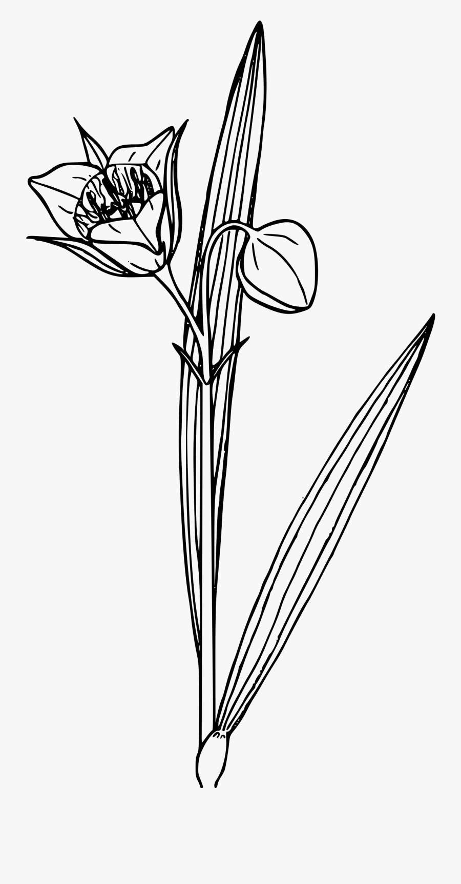 Transparent Mariposas Vector Png - Plants, Transparent Clipart