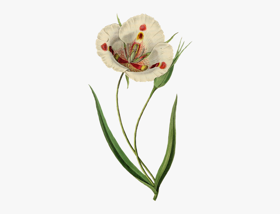 Calochortus Venustus Botany, Transparent Clipart