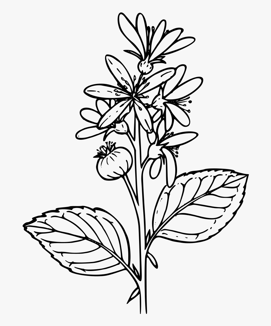 Clip Art Details - Wild Flower Clip Art Black And White, Transparent Clipart