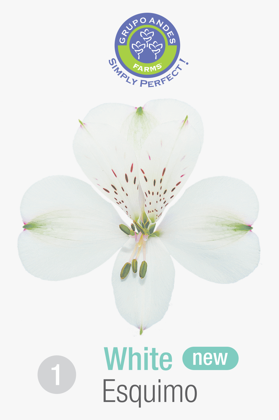 Transparent Sego Lily Clipart - Öyle Bir Geçer Zamanki Aylin, Transparent Clipart