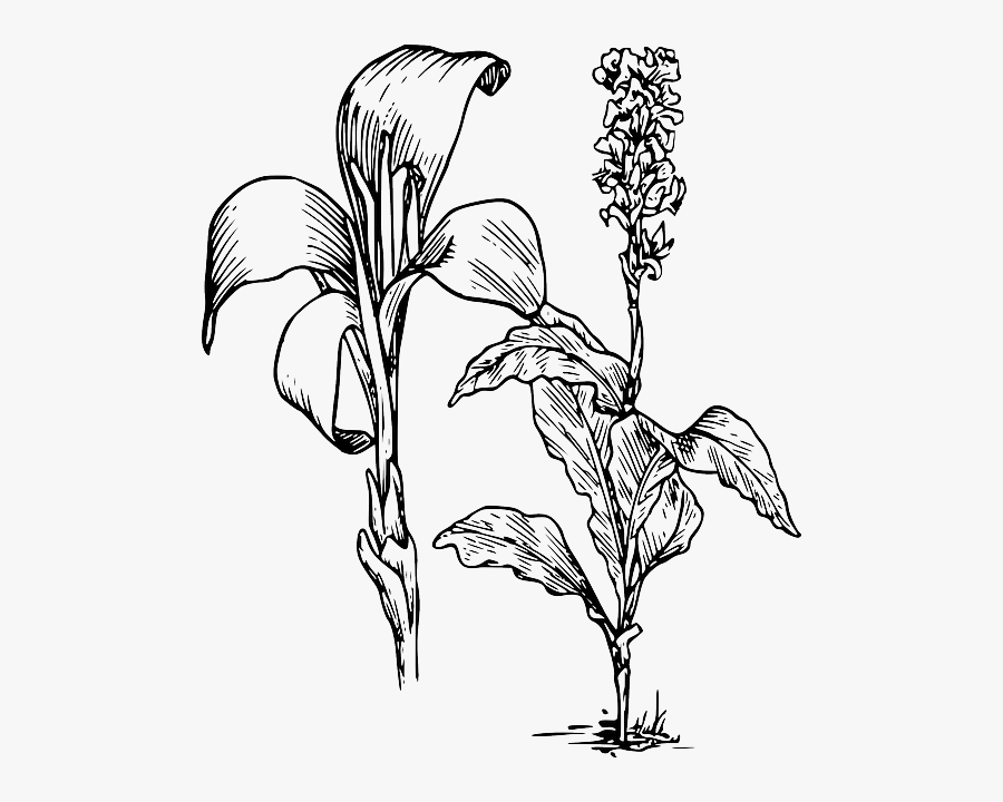 Outline, Flower, Plant, Lily, Calla, Lilies - Lily Clipart, Transparent Clipart