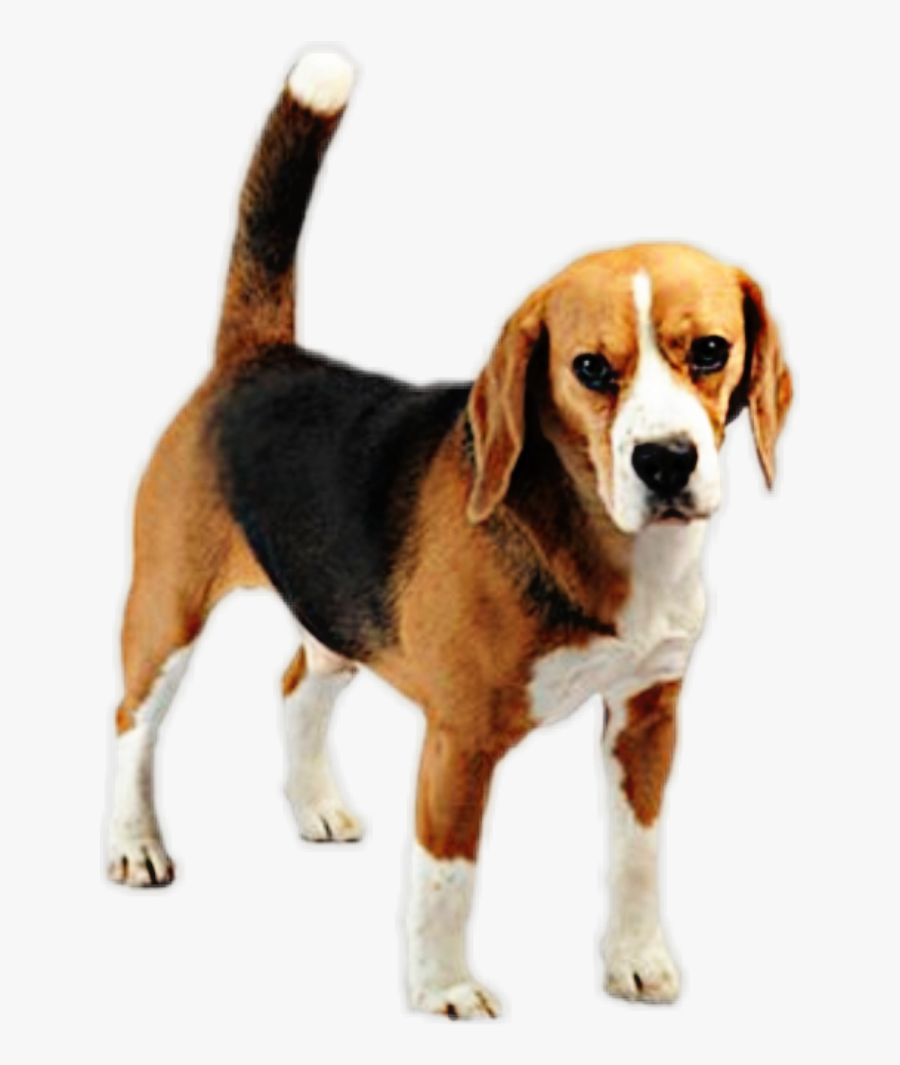 #beagle #dog #pup #puppy #canine - Beagle Pup Cartoon, Transparent Clipart