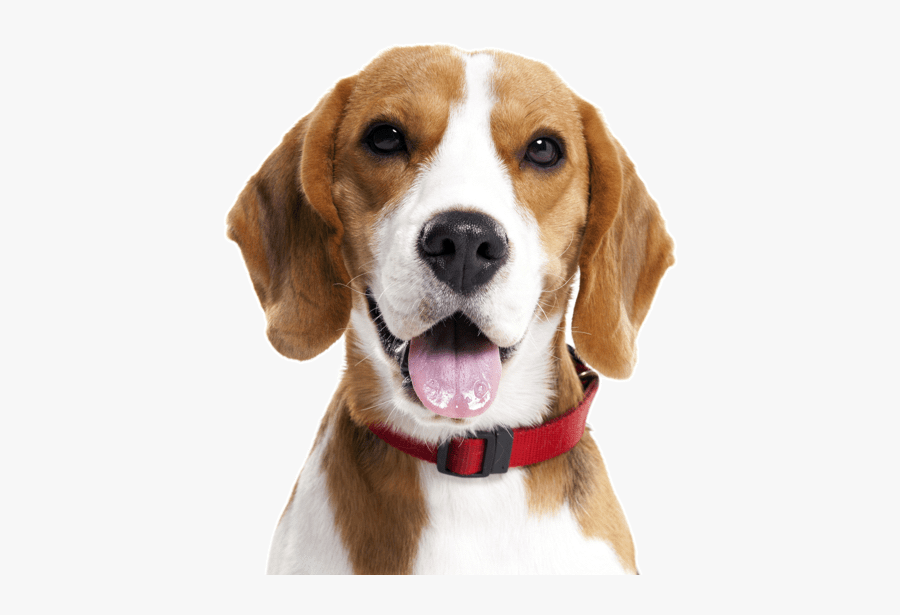 Clip Art Dogs Search - Bertie's Gift, Transparent Clipart
