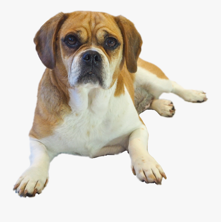 #m #puggle #dog #beagle #puppy #posing - Dog Yawns, Transparent Clipart