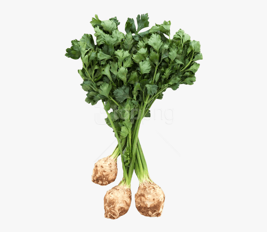 Celery - Transparent Background Celery Png, Transparent Clipart