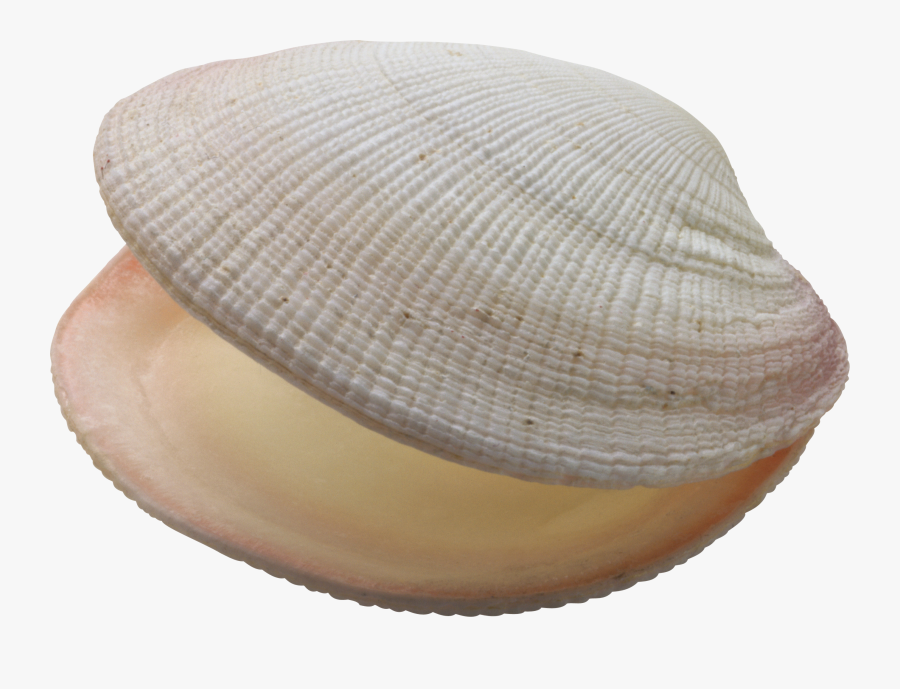 Seashell Png - Bivalvia Png, Transparent Clipart