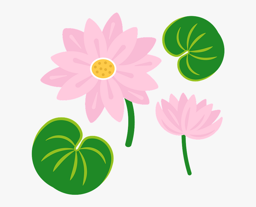 African Daisy, Transparent Clipart