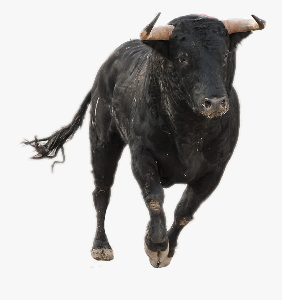 #bull #taurus #running #rodeo, Transparent Clipart