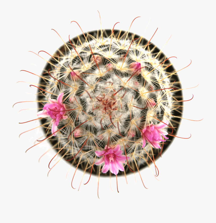 Clip Art Mammillaria Elegans, Transparent Clipart