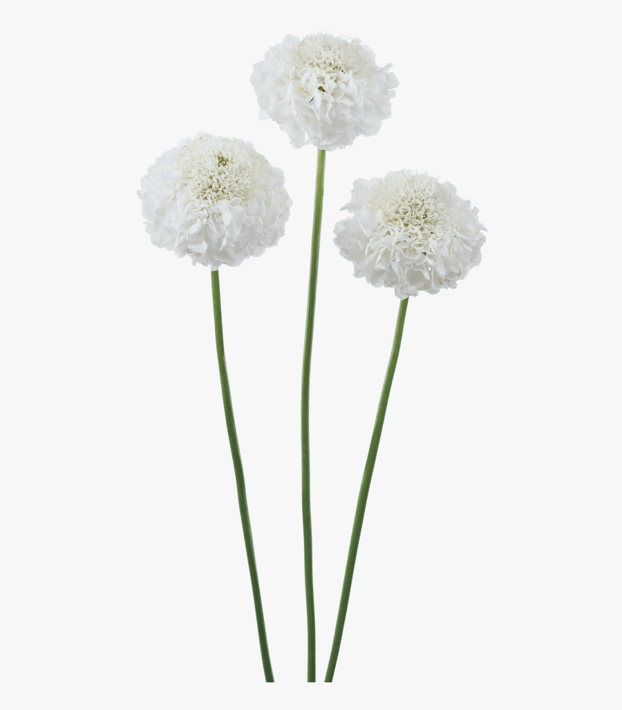 Transparent Wild Plants Png - Wild Flowers Stem Png, Transparent Clipart