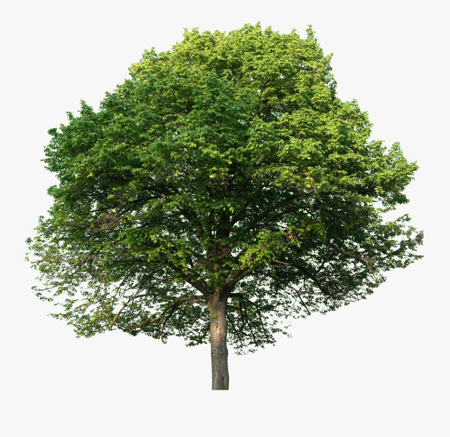 Tree, Transparent Clipart