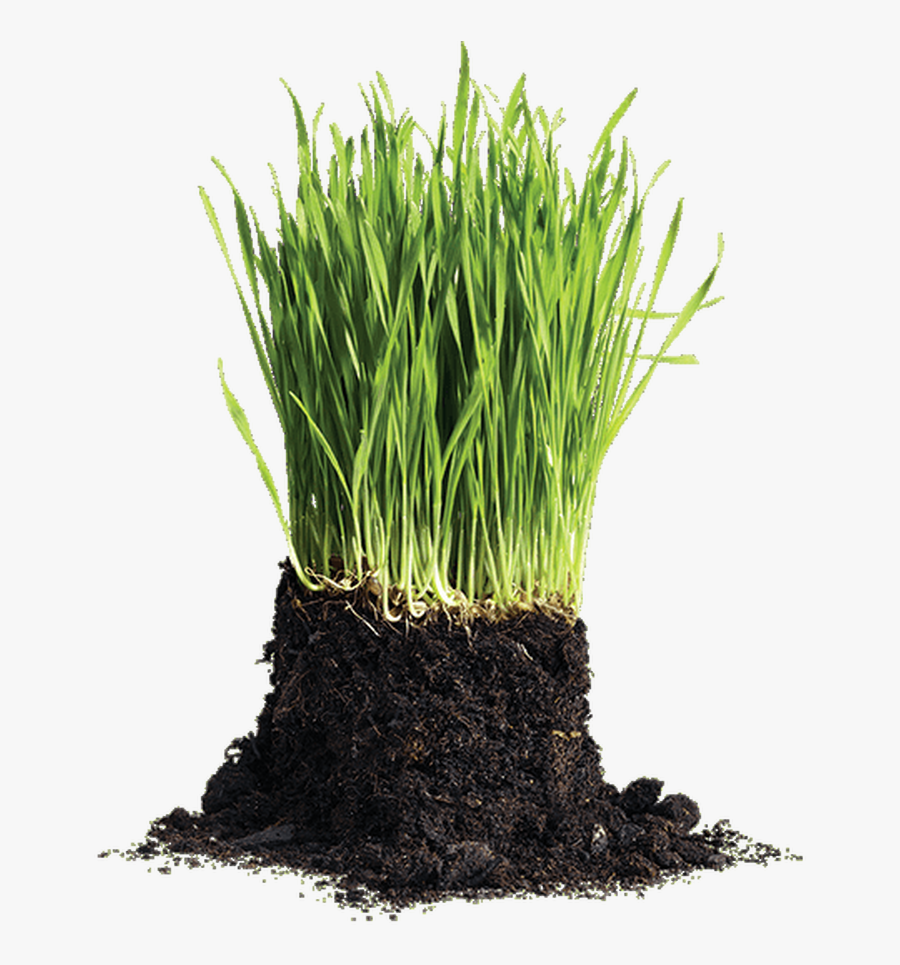 Lawn Png, Transparent Clipart