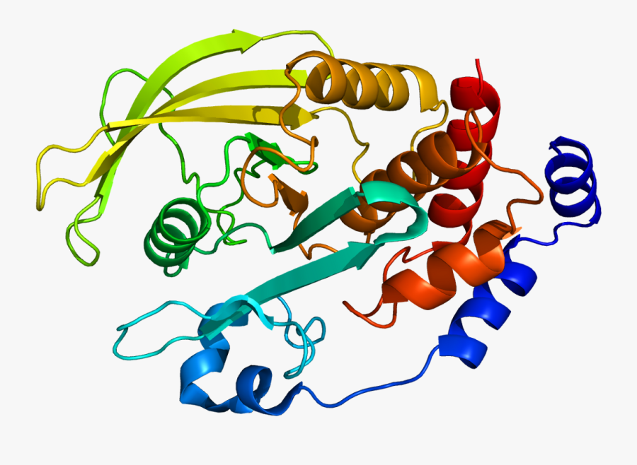 Protein Ptpn2 Pdb 1l8k - Ptp1b Protein, Transparent Clipart