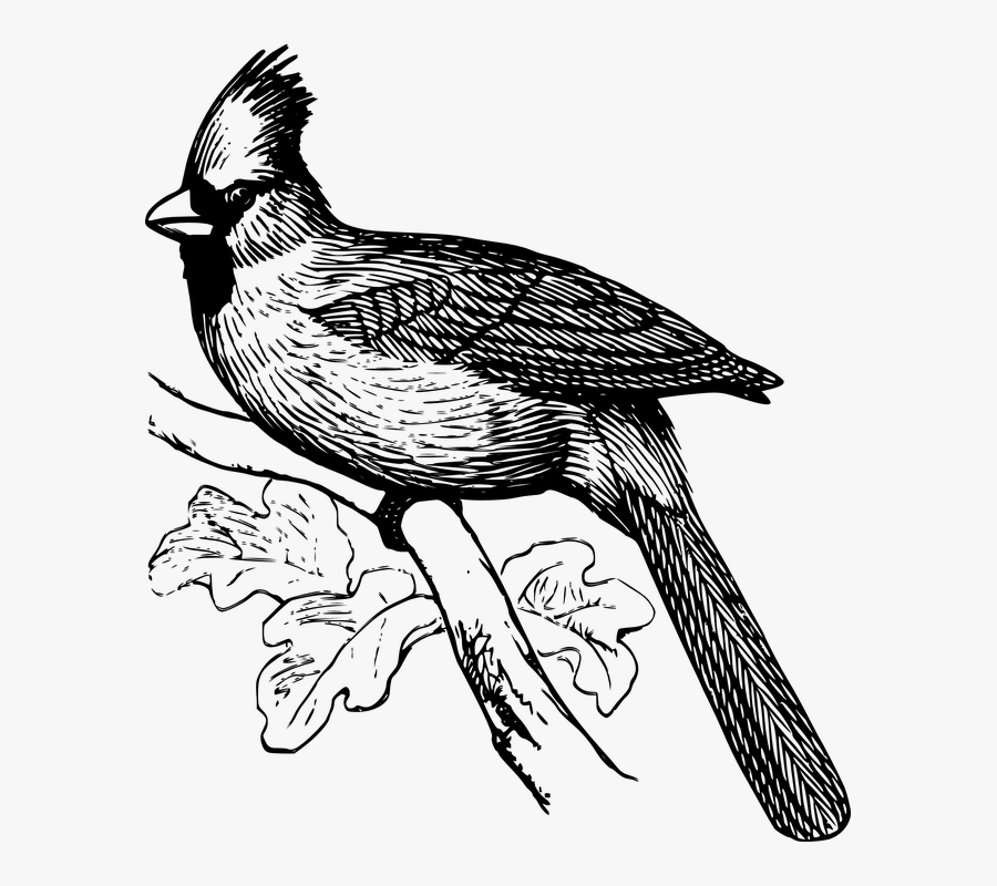 Cardinal Line Drawing, Transparent Clipart