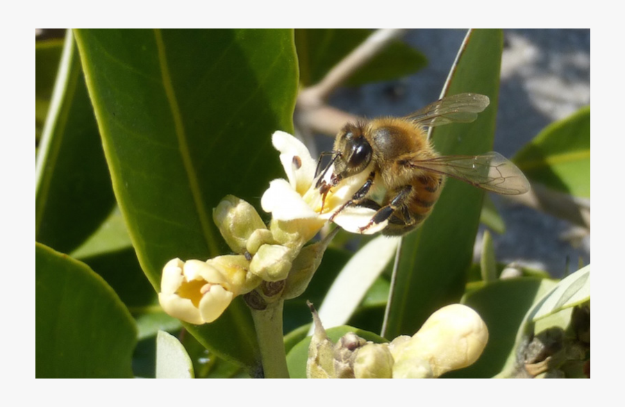 Clip Art Bees In Spanish - Bees On Magrove Flowers, Transparent Clipart