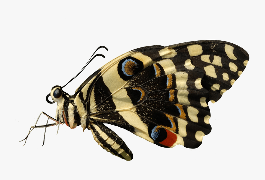 Butterfly Sideview - Butterfly Side View Png, Transparent Clipart