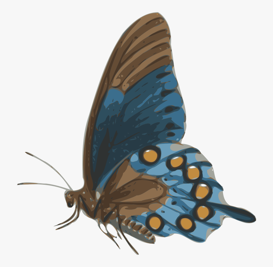 Butterfly - Butterfly Side View, Transparent Clipart