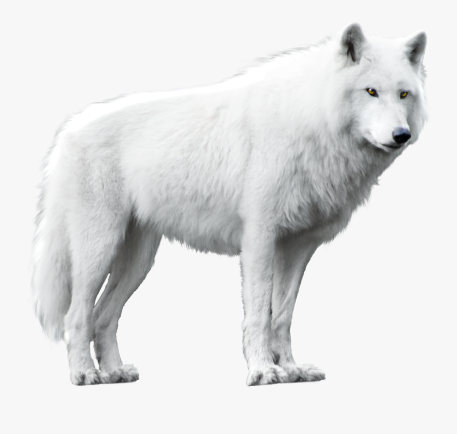 Dog Arctic Wolf Alaskan Tundra Wolf Black Wolf - White Wolf No Background, Transparent Clipart