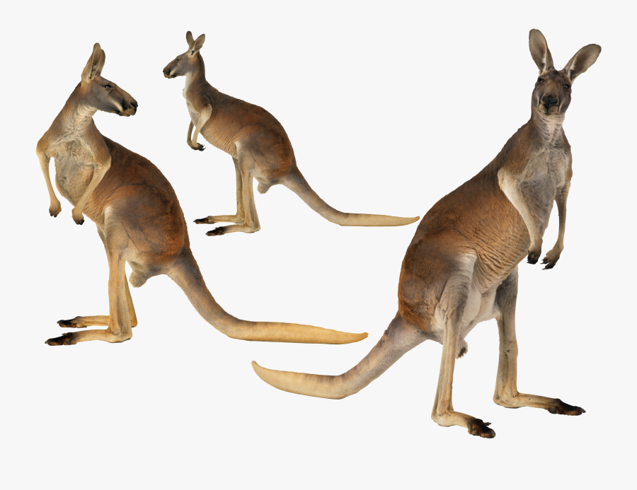 Clip Art Australian Animal Images - Kangaroo Png, Transparent Clipart