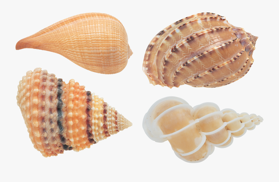 Transparent Seashells Clipart - Transparent Background Seashells Png, Transparent Clipart