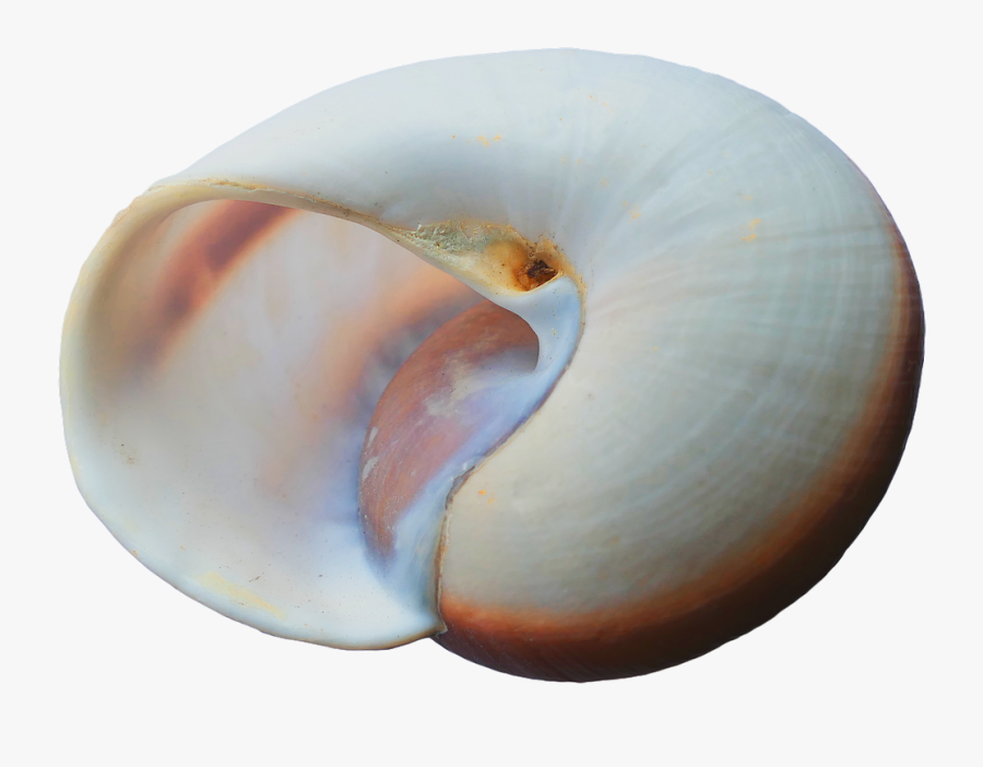 Beach Transparent Seashells, Transparent Clipart