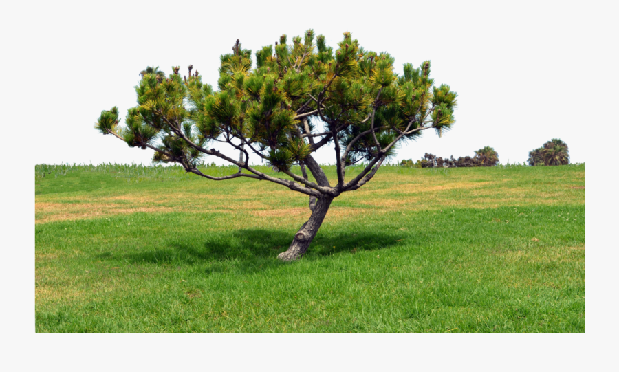 Grass Hill Png - Tree, Transparent Clipart