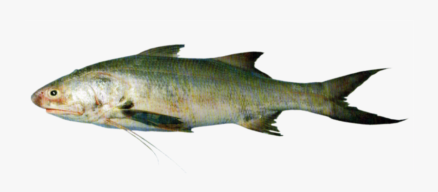 Transparent Salmon Png - Eleutheronema Tetradactylum Sea Fish India, Transparent Clipart