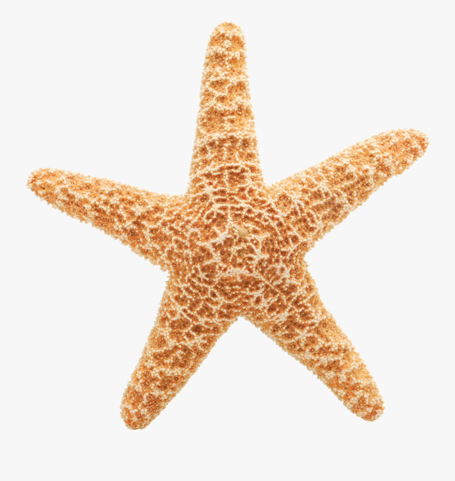 Starfish Free Clipart Cliparts And Others Art Inspiration - Starfish Transparent Background, Transparent Clipart