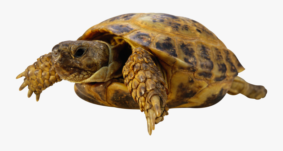 Transparent Sea Turtle Clipart - Pet Turtle Png Transparent Background, Transparent Clipart