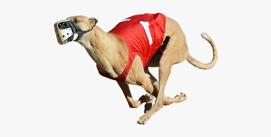 Derby Lane Greyhound Track Greyhound Racing Greyhound - Greyhound Png, Transparent Clipart