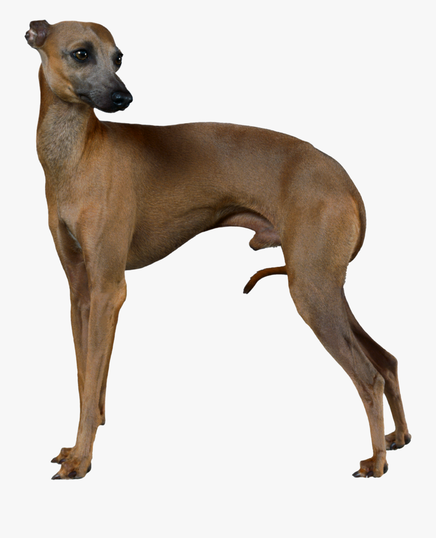 Transparent Greyhound Dog Clipart - Italian Greyhound Body, Transparent Clipart