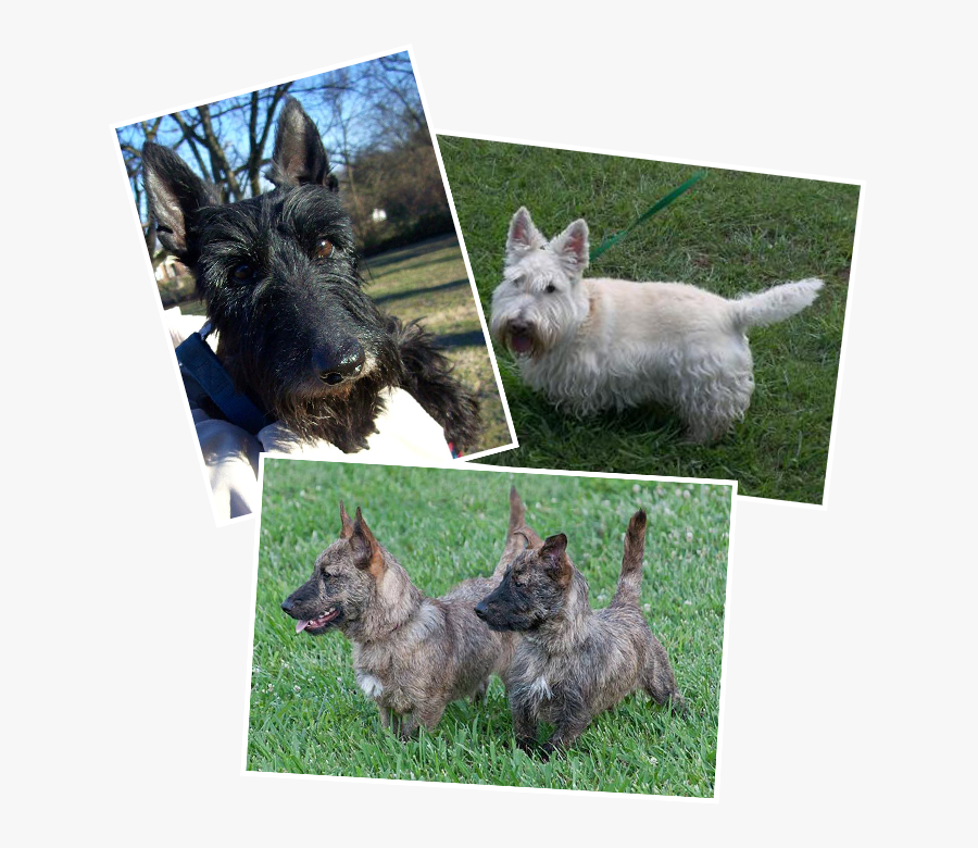 We Begin Some Basic Training And Also Provide Behavior - Scottish Terrier, Transparent Clipart