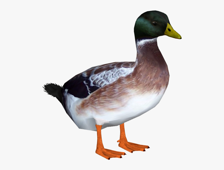 Ducks Png, Transparent Clipart