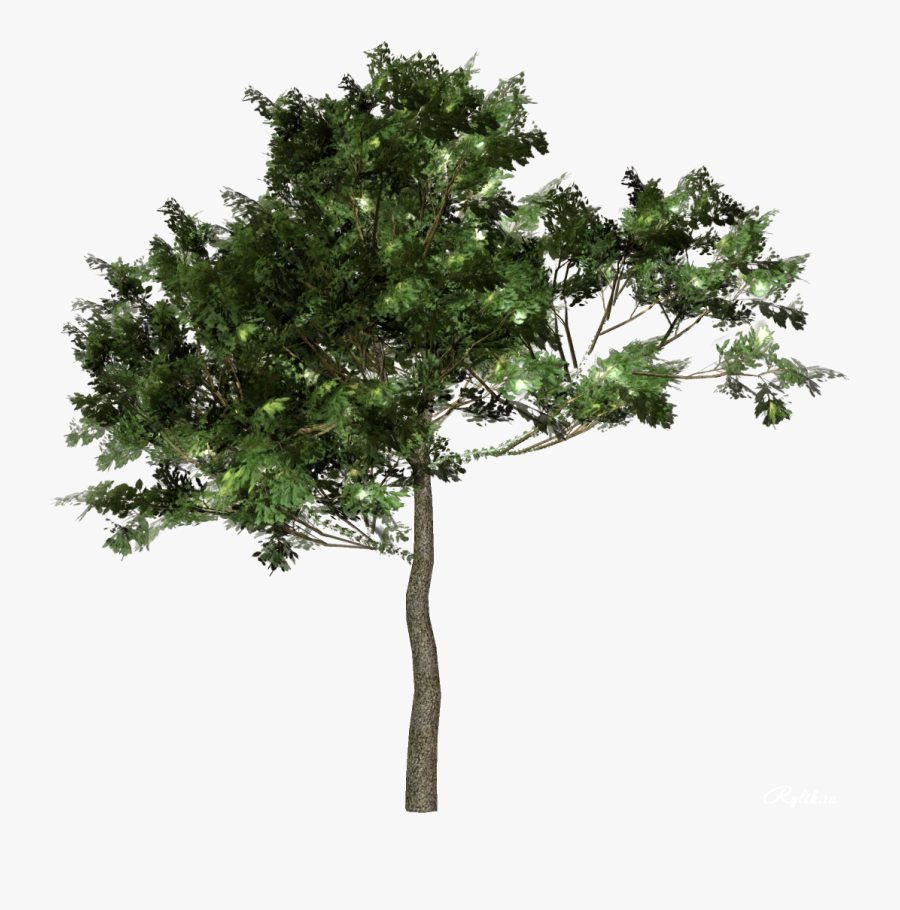 Tree Forest Free Download Image Clipart - Деревья Png, Transparent Clipart