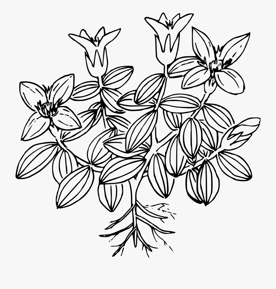 Moss Drawing At Getdrawings - Moss Plant Colouring Pages, Transparent Clipart