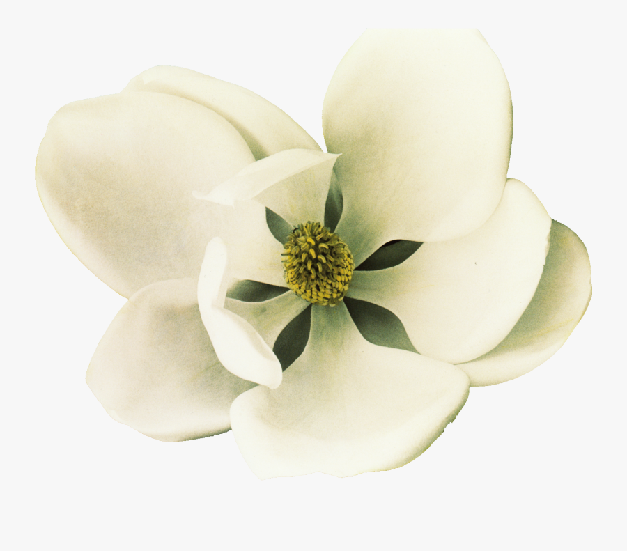 Clip Art Southern Magnolia Petal Flower - White Magnolia Flower Png