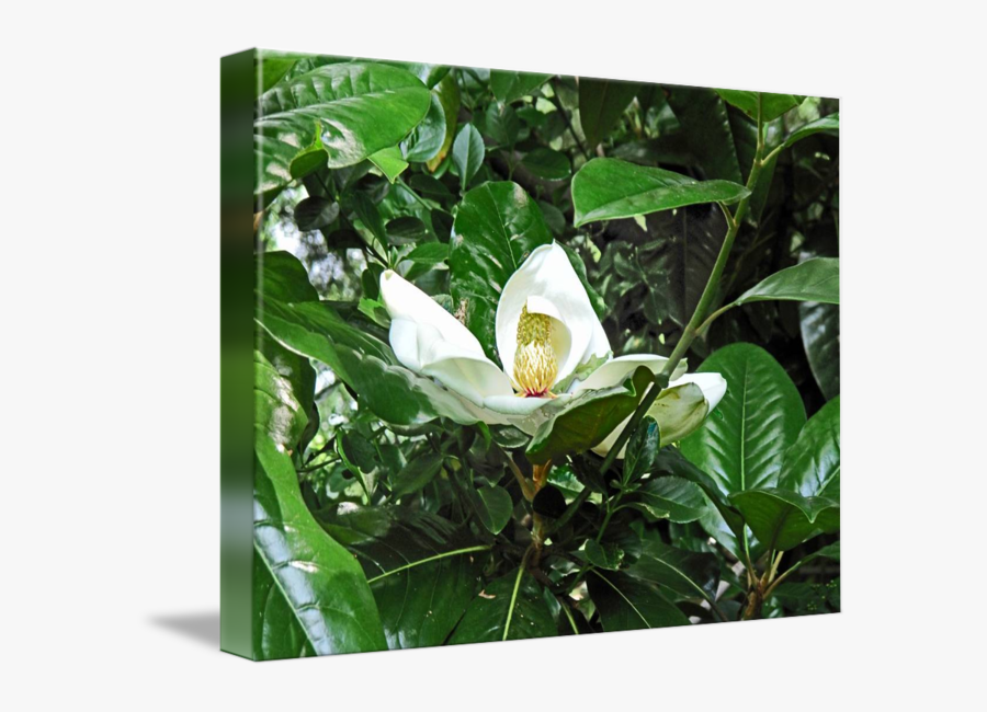 Clip Art Flower By Michael Karasik - Tea Plant, Transparent Clipart