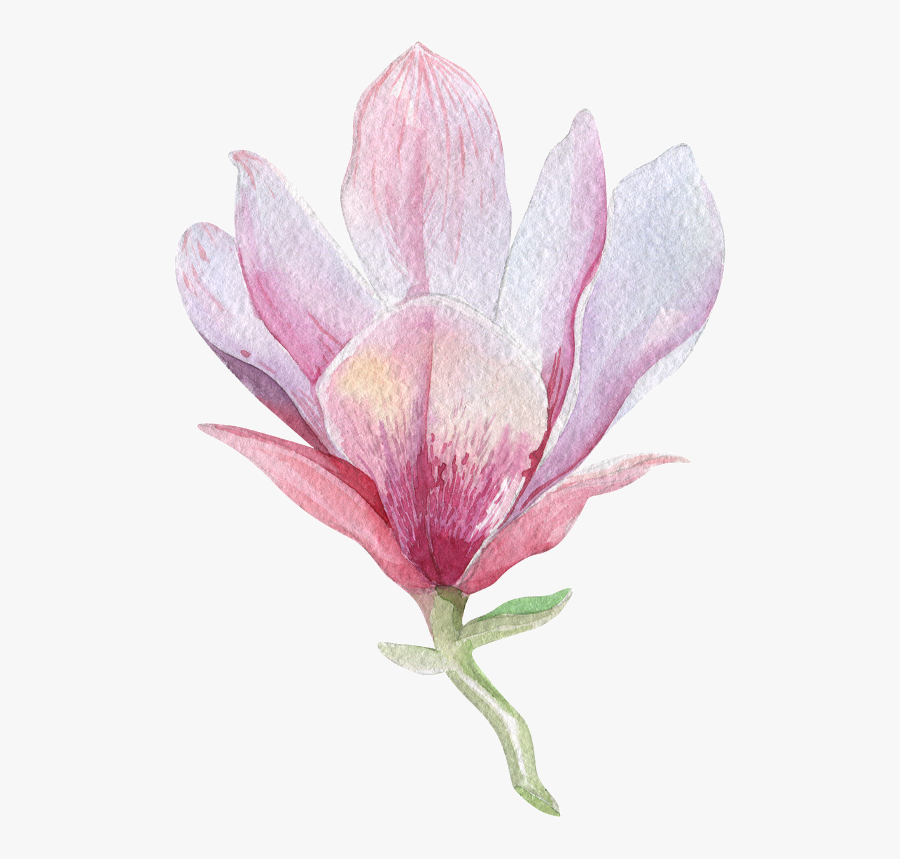 Clip Art Magnolia Watercolor - Magnolia Png, Transparent Clipart