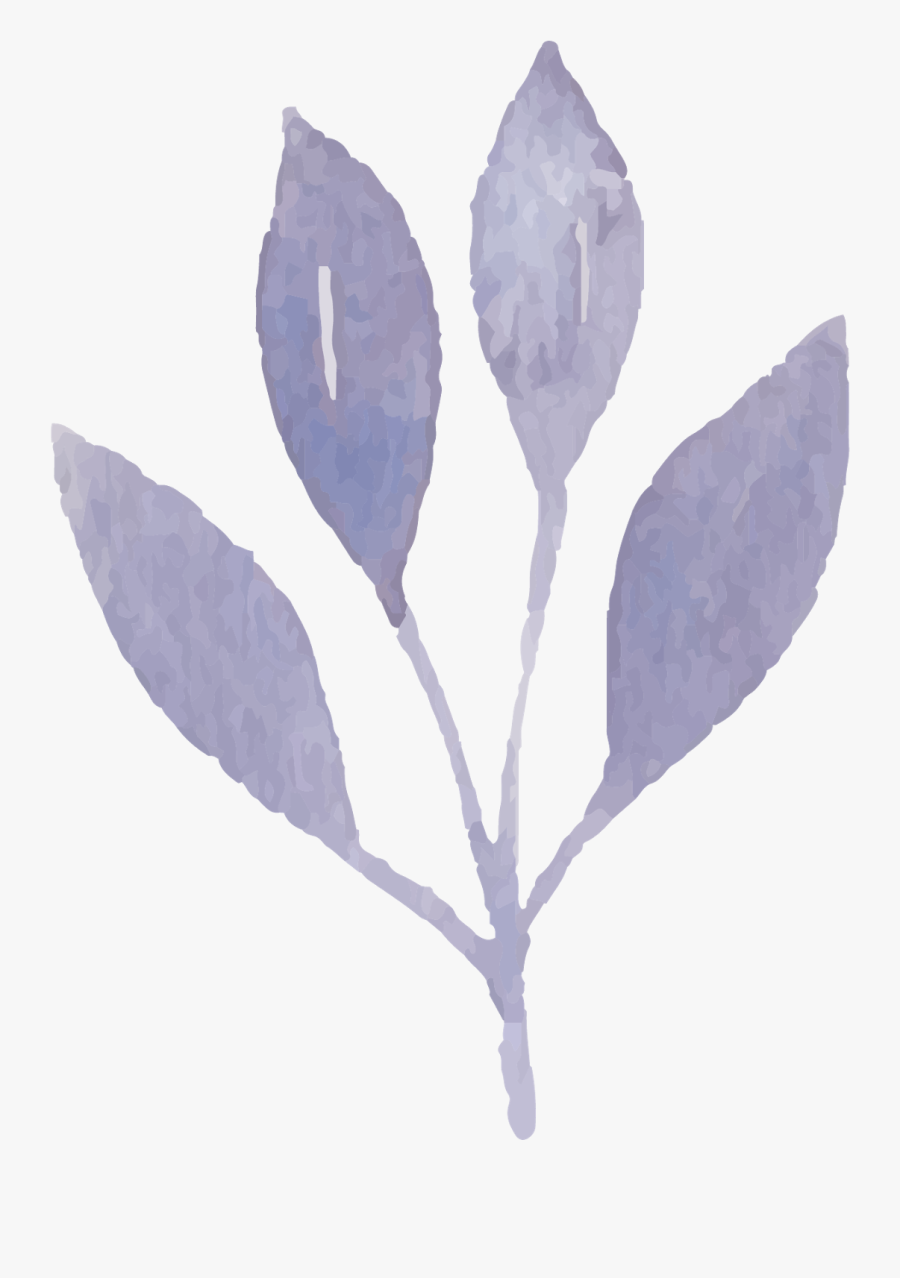 Crocus, Transparent Clipart