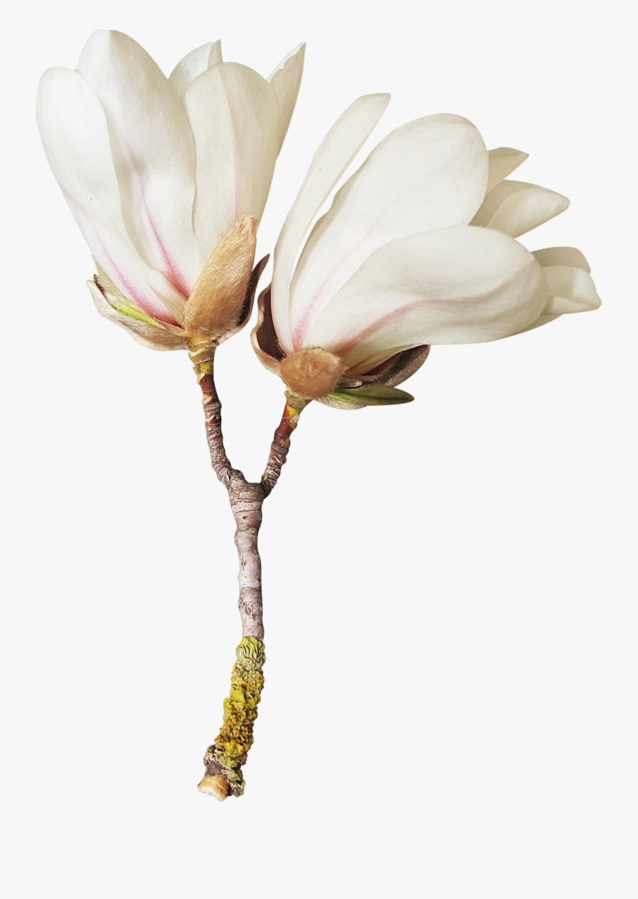 Background Pressed Flowers Transparent, Transparent Clipart