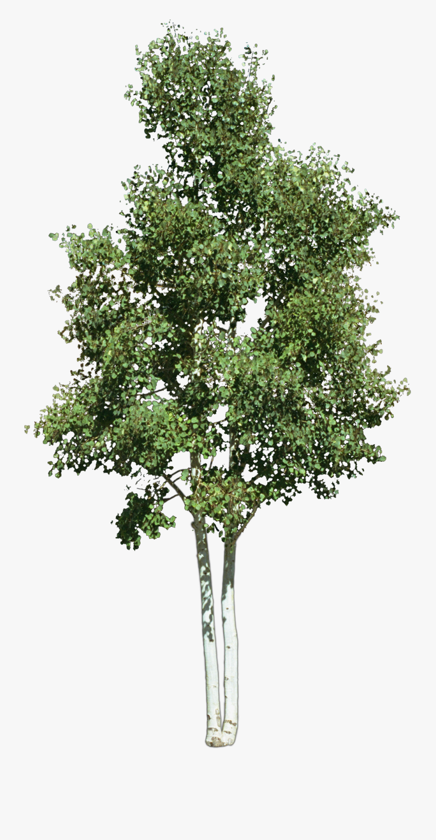 Look At Trees Clip Art - Transparent Background Tree Png, Transparent Clipart