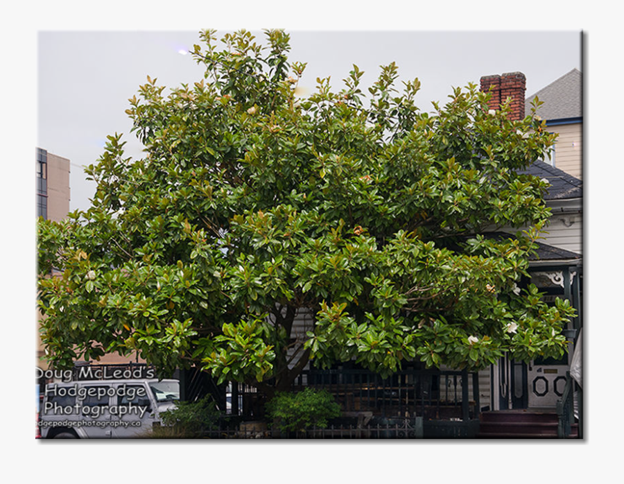 Clip Art Magnolia Tree Pic - Magnolia Grandiflora In Bc, Transparent Clipart