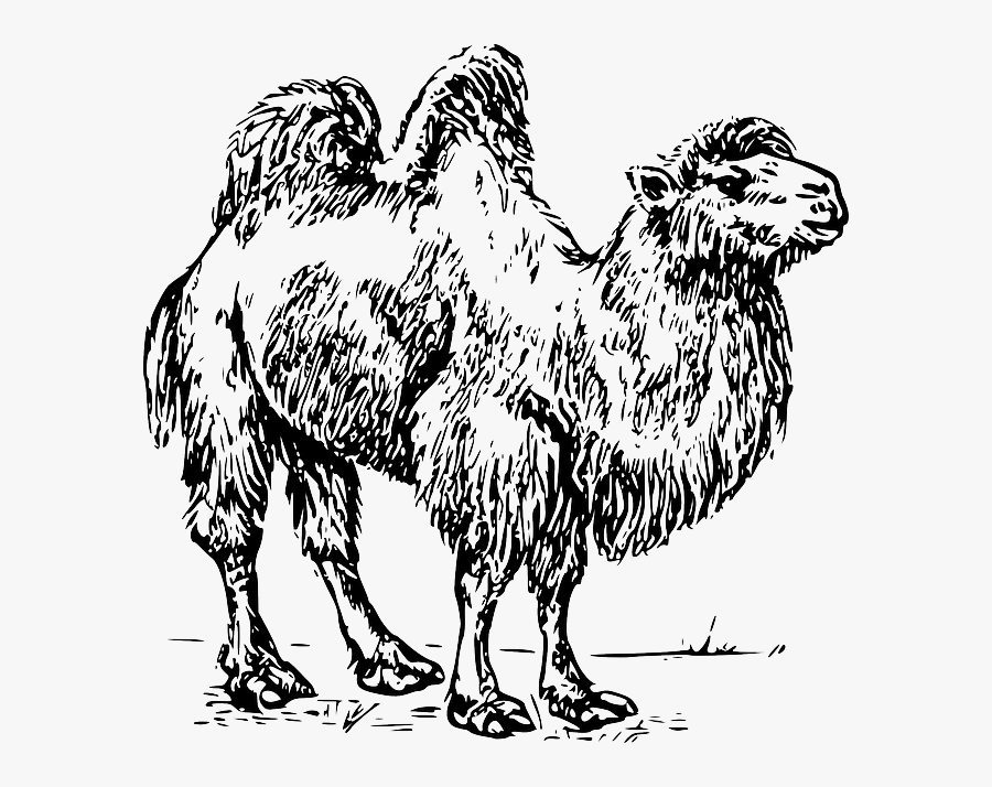 Camel Hump Desert - Camel Clip Art, Transparent Clipart