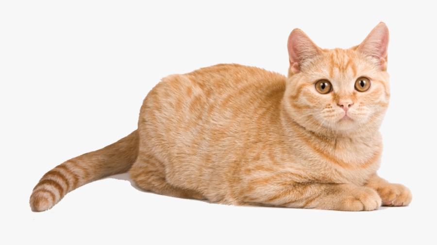 To Medium Sized Cat,european Mau,australian Mist,domestic - Tabby British Shorthair Orange Cat, Transparent Clipart